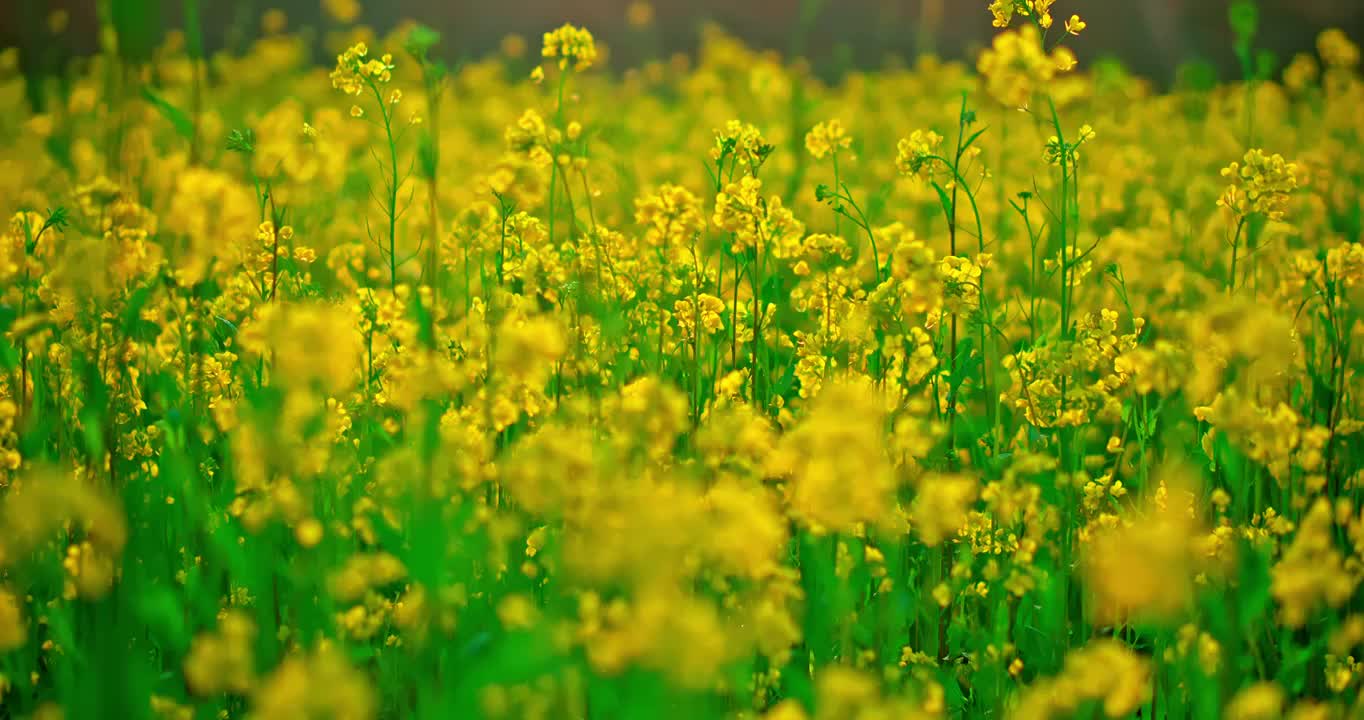 春天里开放的油菜花视频素材