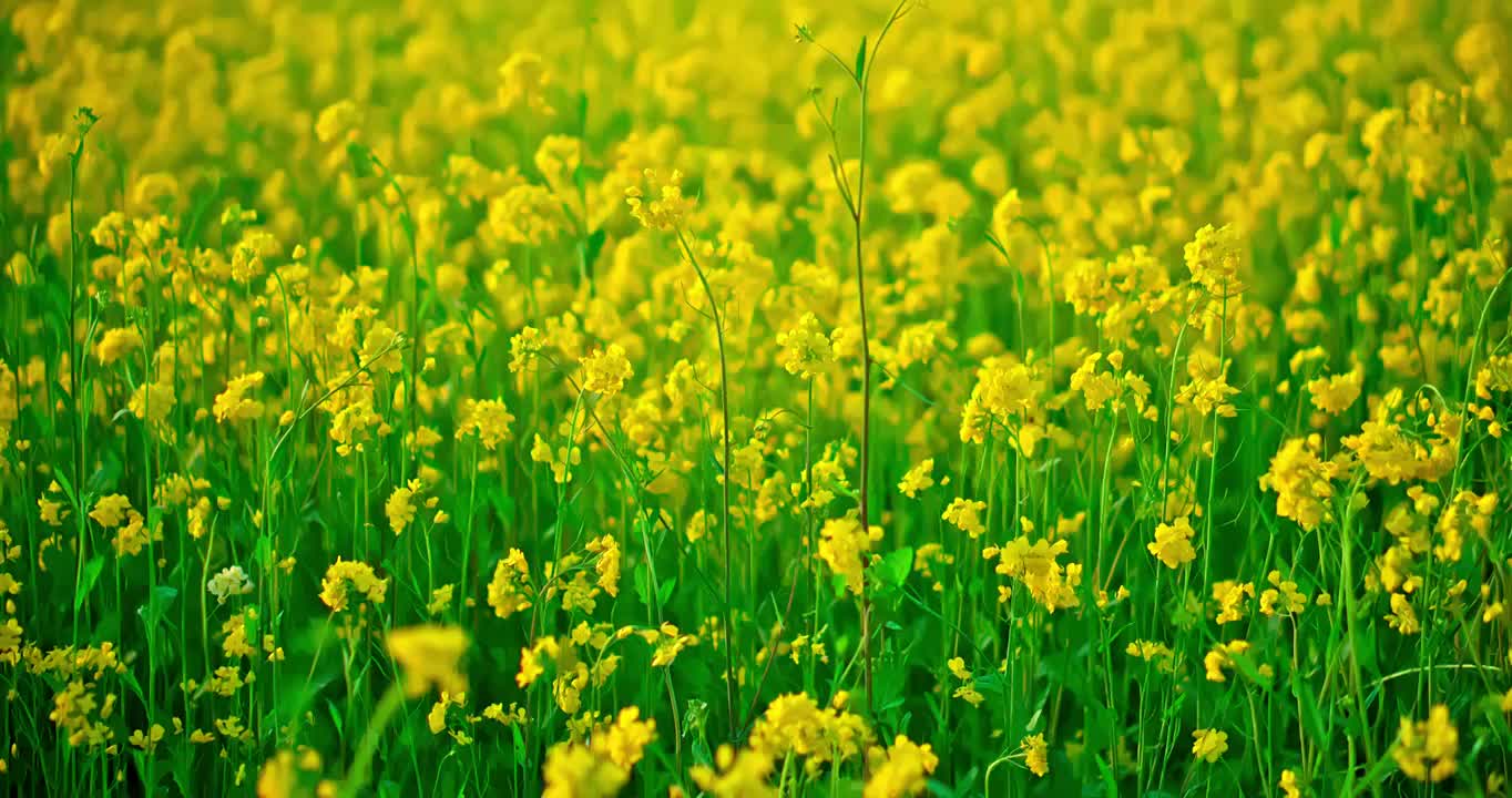 春天里开放的油菜花视频素材