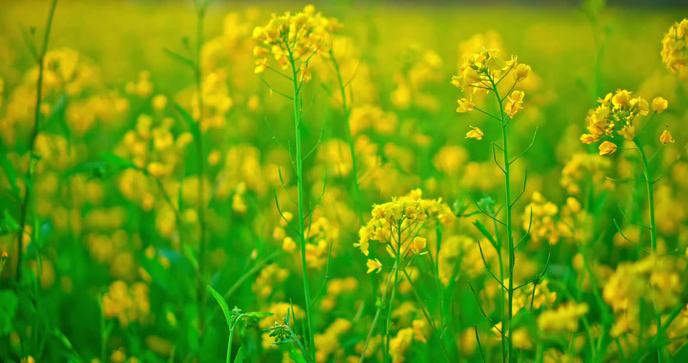 春天里开放的油菜花视频素材