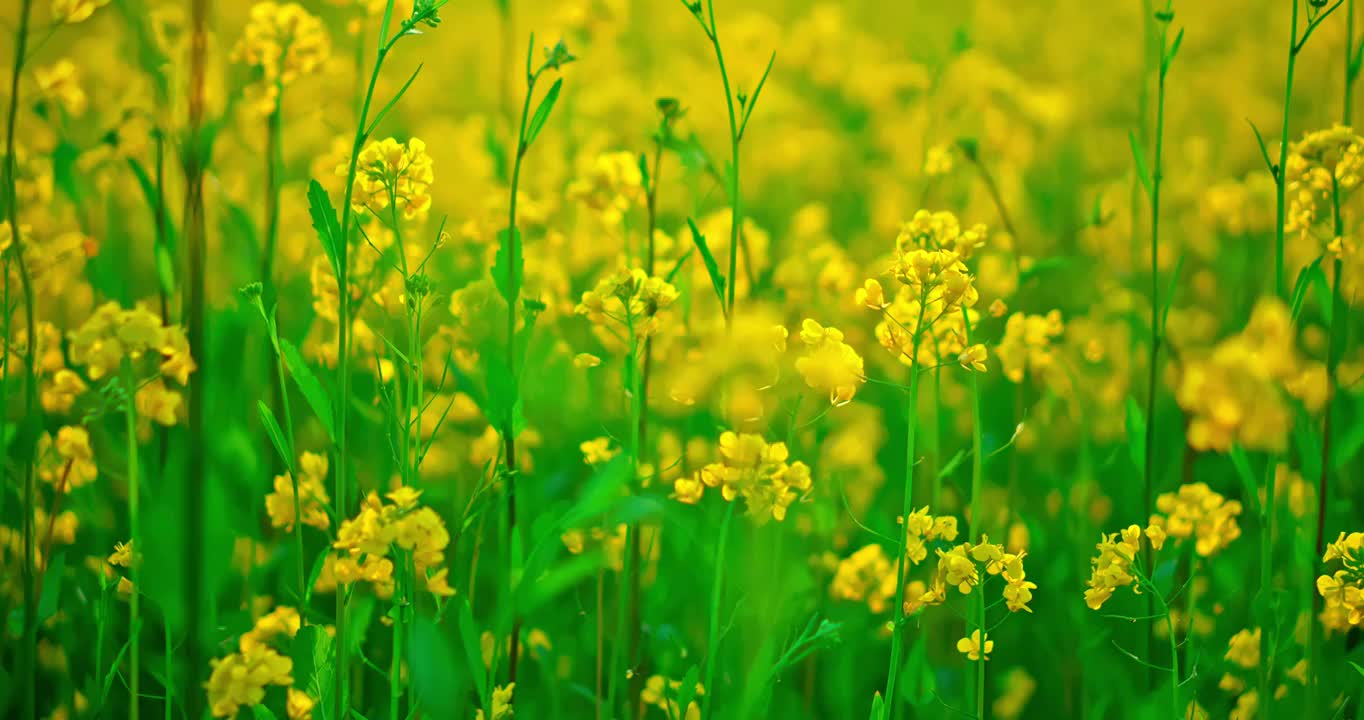 春天里开放的油菜花视频素材