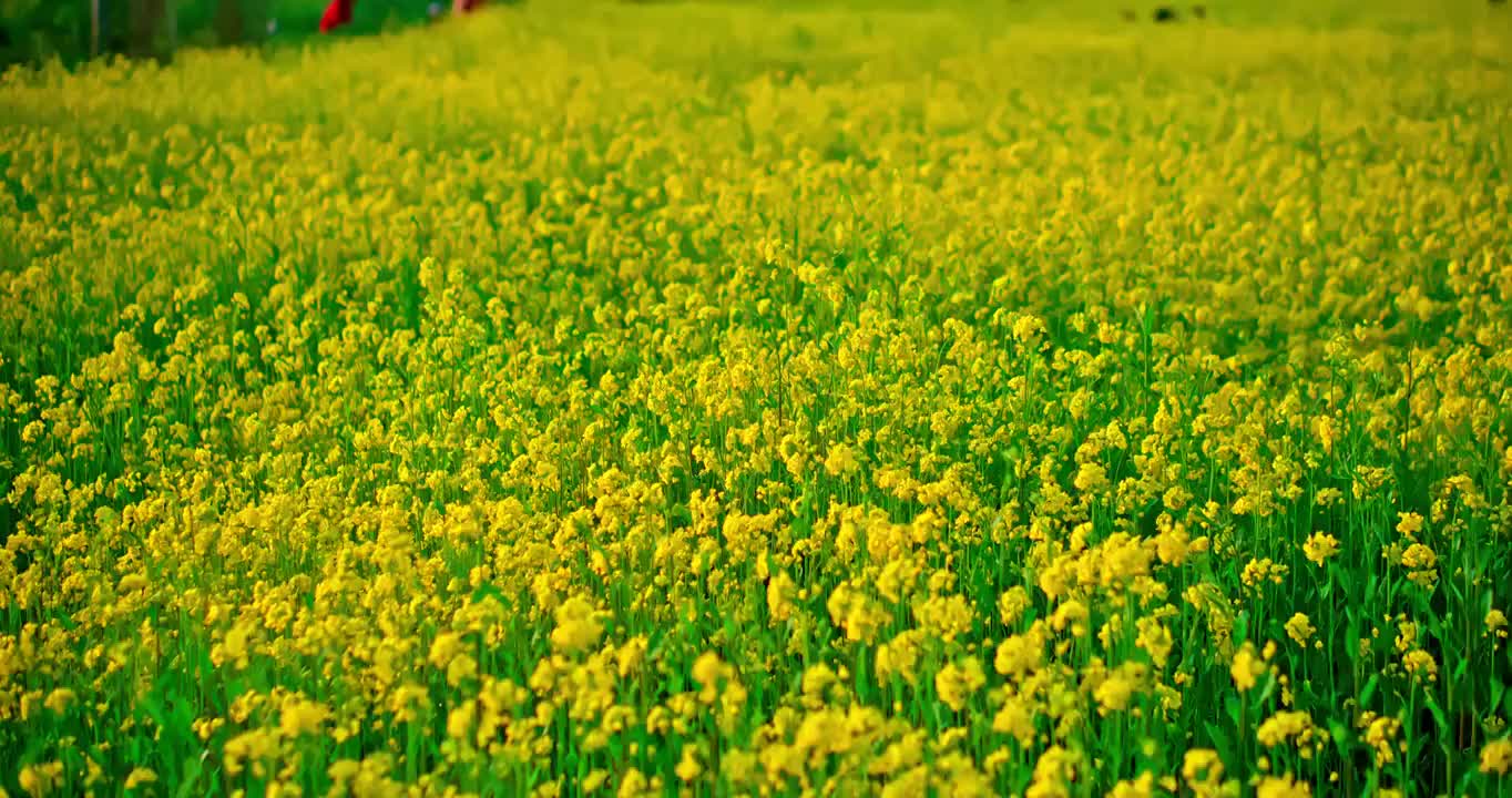 春天里开放的油菜花视频素材