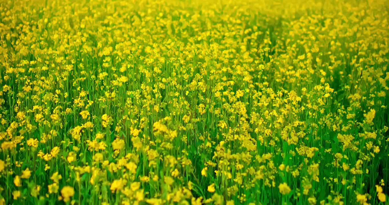 春天里开放的油菜花视频素材