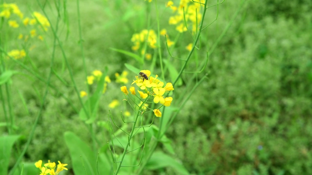 油菜花上的蜜蜂视频素材