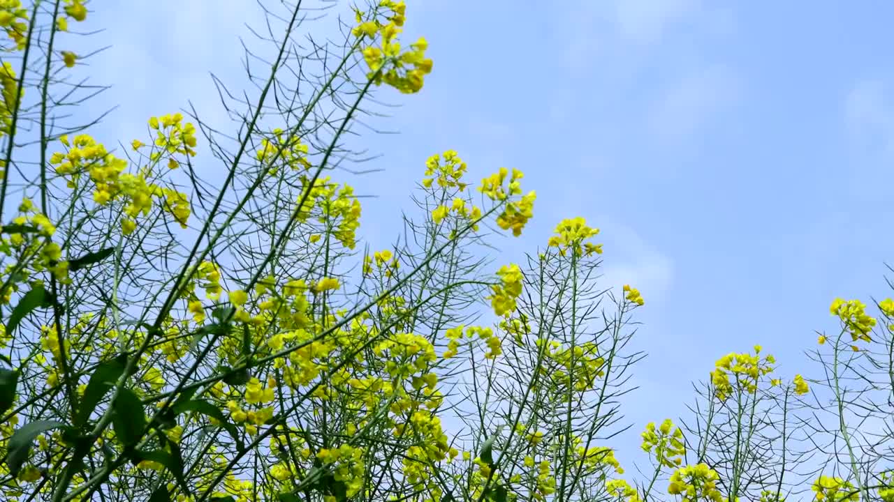 油菜花特写摇摄视频素材