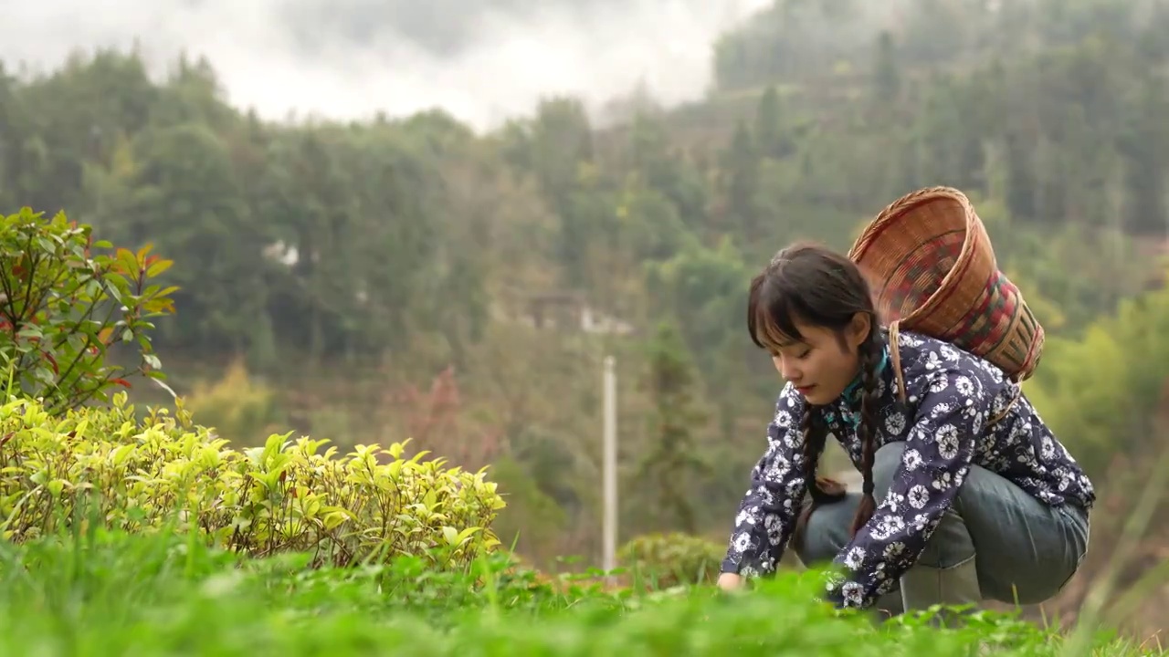 春天里鄂西大山里挖野菜的农家漂亮姑娘视频素材