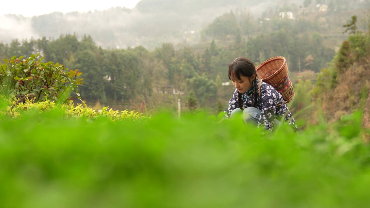 春天里鄂西大山里挖野菜的农家漂亮姑娘视频素材