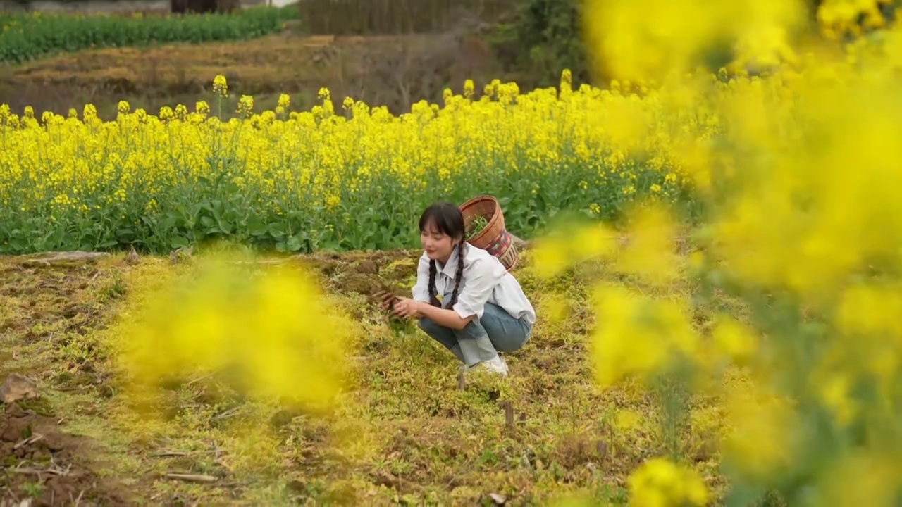 春天里，在花丛里挖野菜有农家漂亮姑娘视频素材