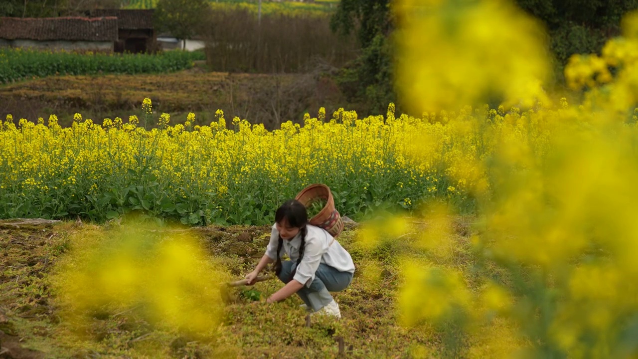 春天里，在花丛里挖野菜有农家漂亮姑娘视频素材