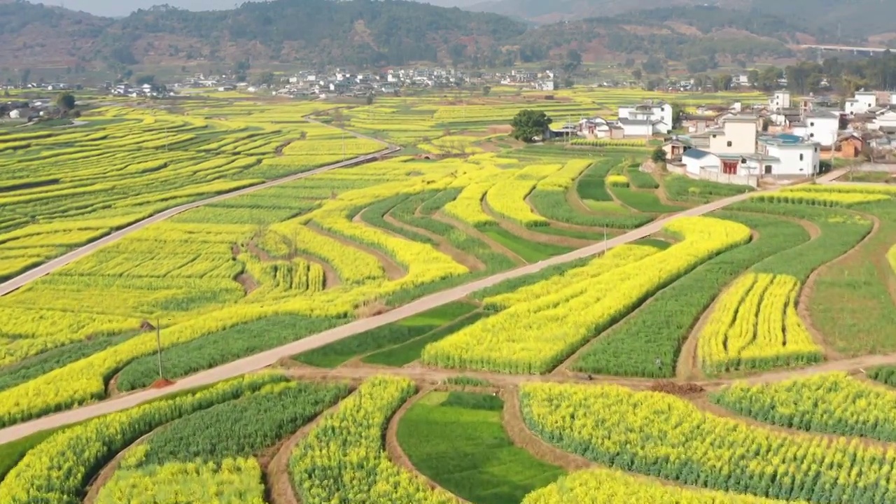 航拍丙麻乡油菜花乡镇田园风光视频素材