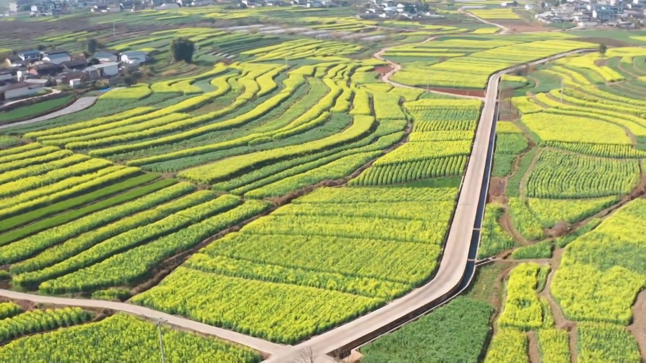 航拍丙麻乡油菜花乡镇田园风光视频素材