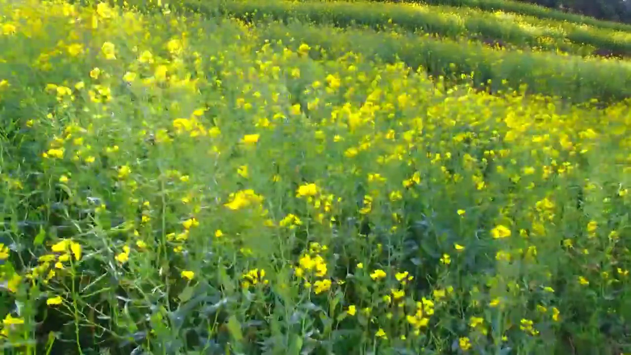 春天里阳光下随风摇曳的油菜花视频素材