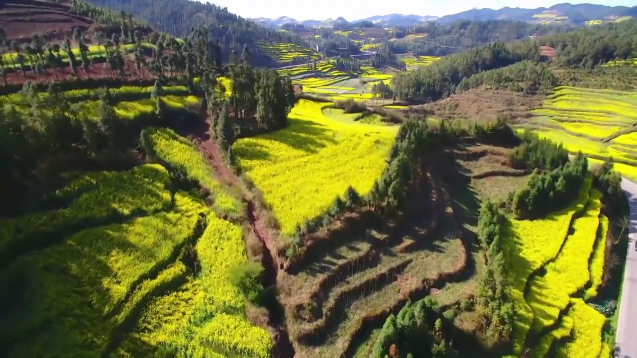 被油菜花围绕的山间公路-航拍云南罗平油菜花视频素材