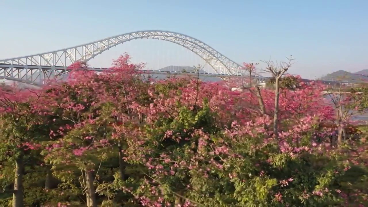 航拍空中鸟瞰春天公园开满异木棉花视频素材