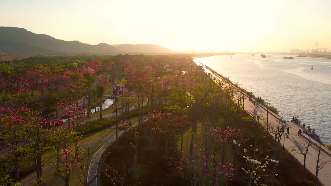 航拍空中鸟瞰夕阳下春天公园开满异木棉花视频素材