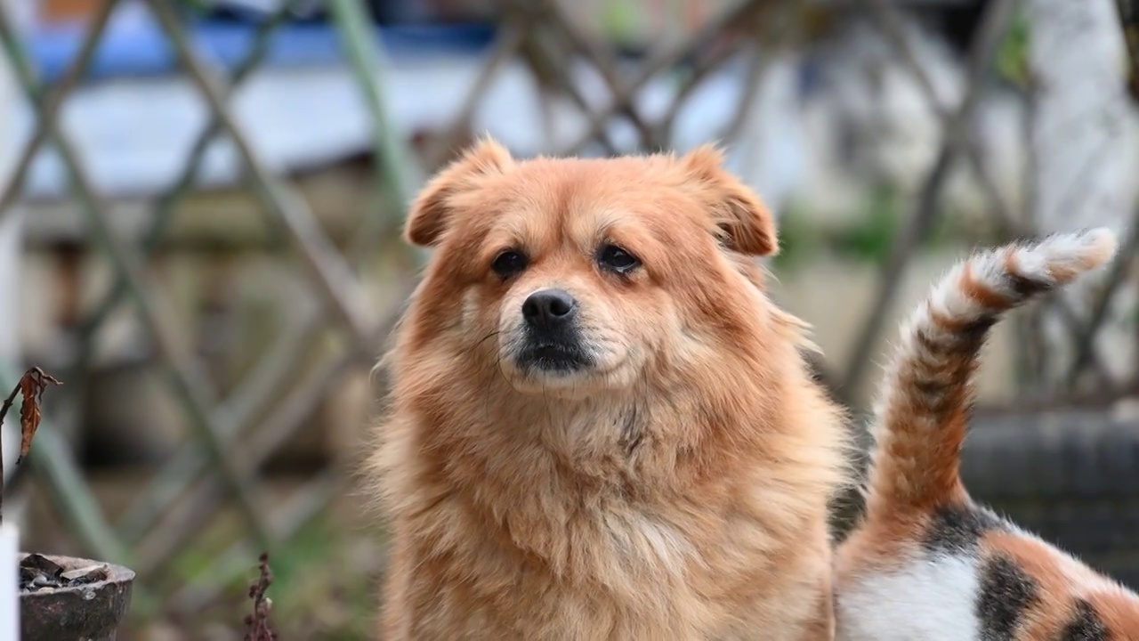 黄色中华田园犬在认真的守卫家园视频素材