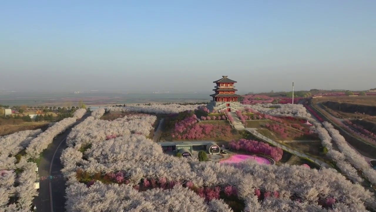 河南省郑州市荥阳市沿黄生态廊道古柏渡丰乐樱花园春季早晨航拍视频素材