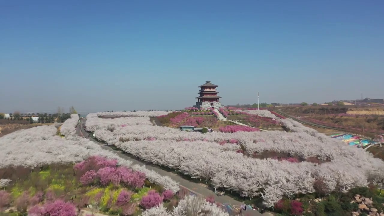 河南省郑州市荥阳市沿黄生态廊道古柏渡丰乐樱花园春季早晨航拍视频素材