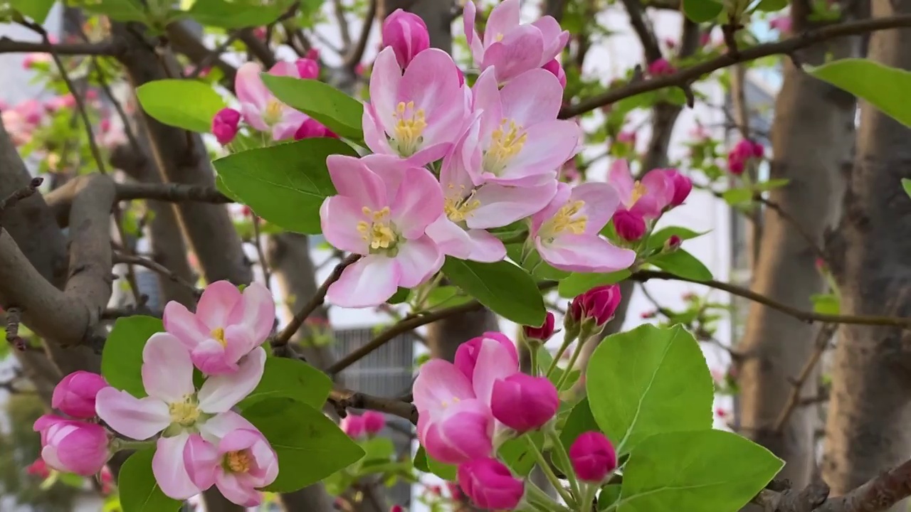 春天海棠花开视频素材