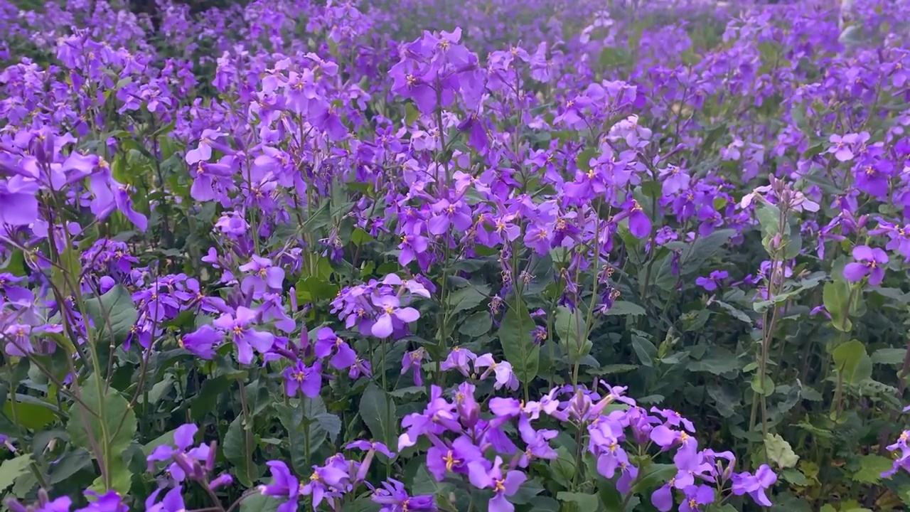 春天二月兰、诸葛菜花开视频素材