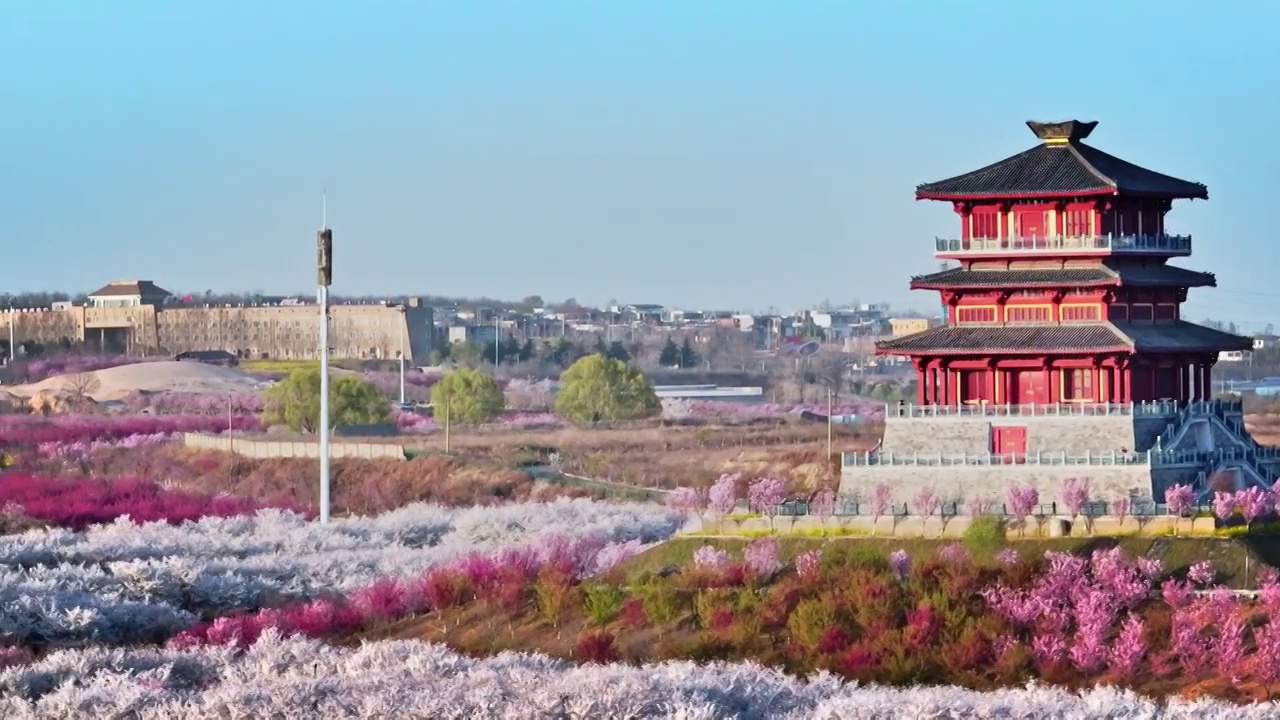 长焦航拍樱花丛中的穿黄工程博物馆及古柏渡飞黄旅游区视频素材