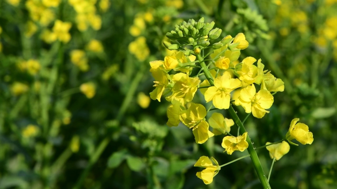 油菜花特写视频素材