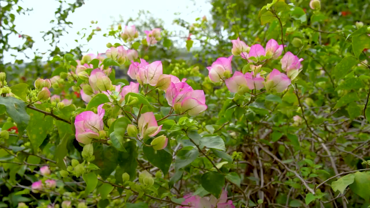 深圳都市田园，公园里粉红色开花植物的特写镜头视频素材