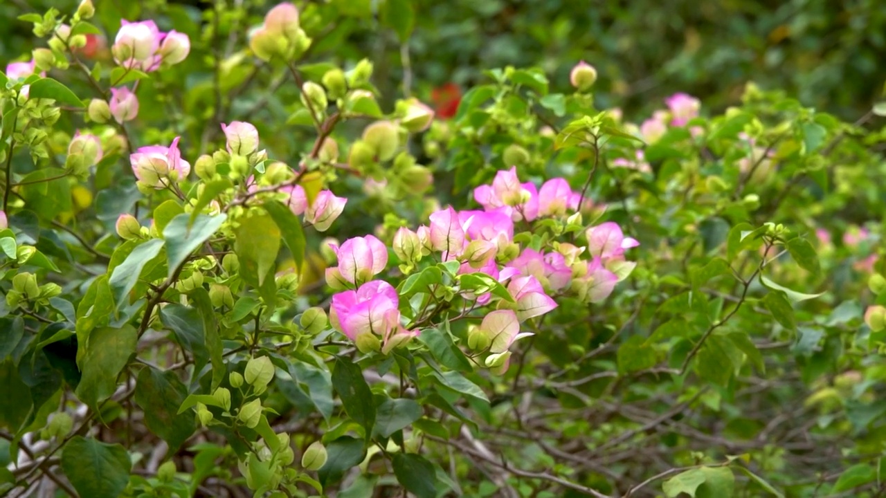 深圳都市田园，公园里粉红色开花植物的特写镜头视频素材