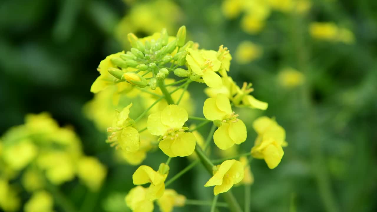 油菜花特写视频素材