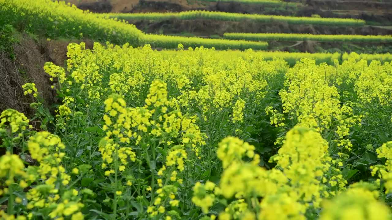 油菜花摇摄视频素材