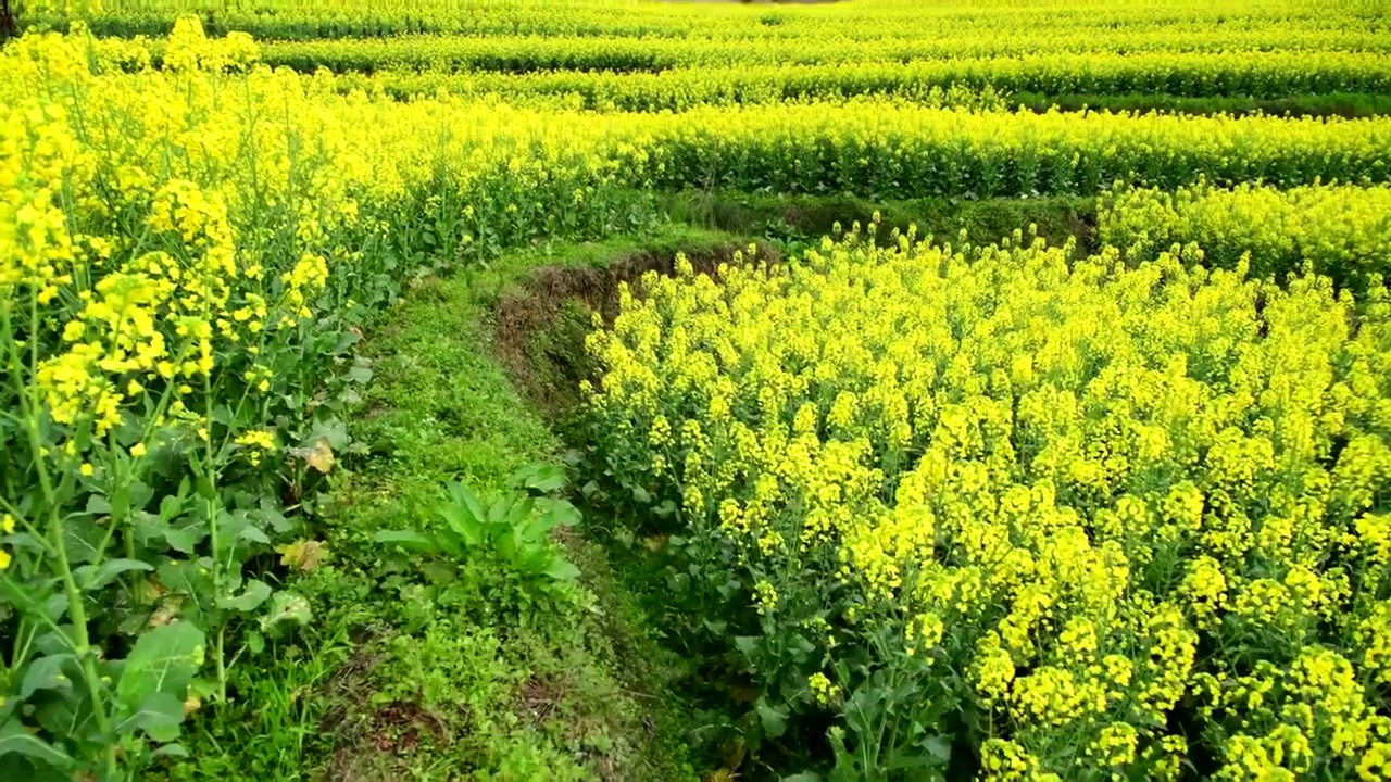 梯田油菜花摇摄视频素材