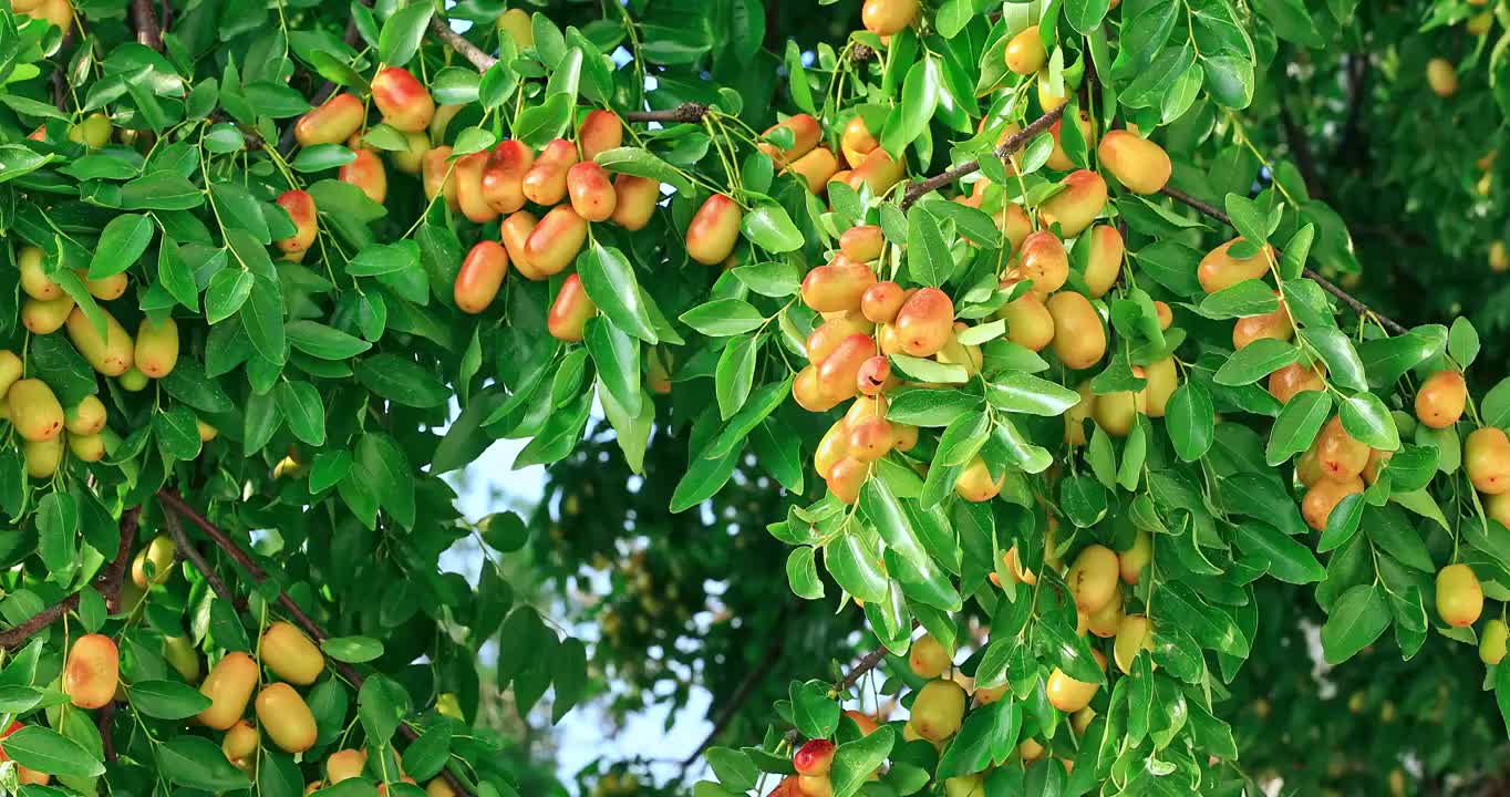 枣树上的成串的成熟枣子果实视频素材