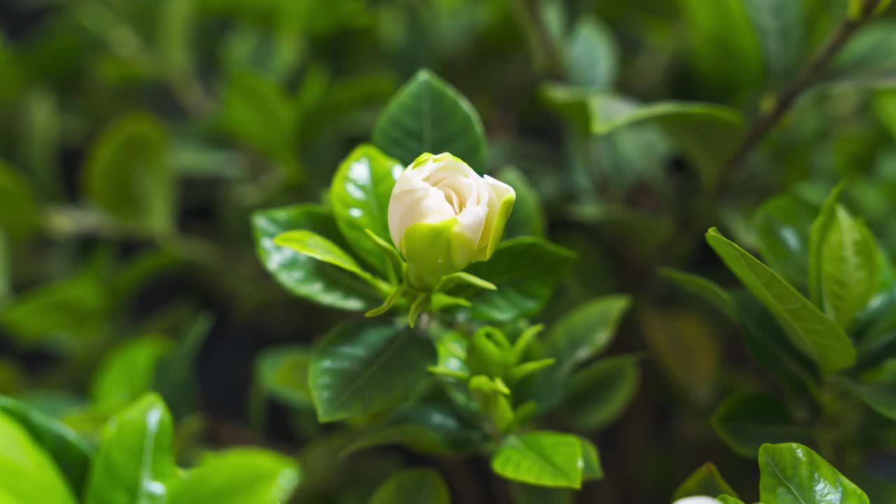 栀子花开视频素材