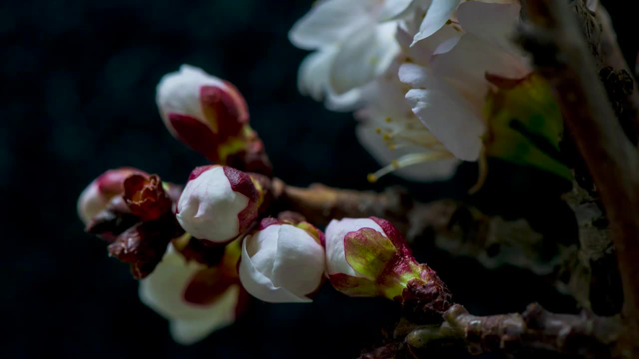 杏花开花的过程视频素材