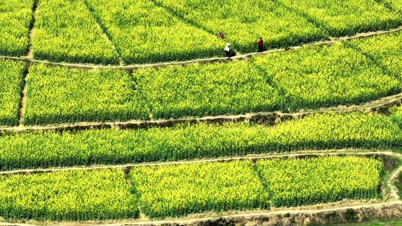 航拍春天乡村农业油菜花花海花田视频素材