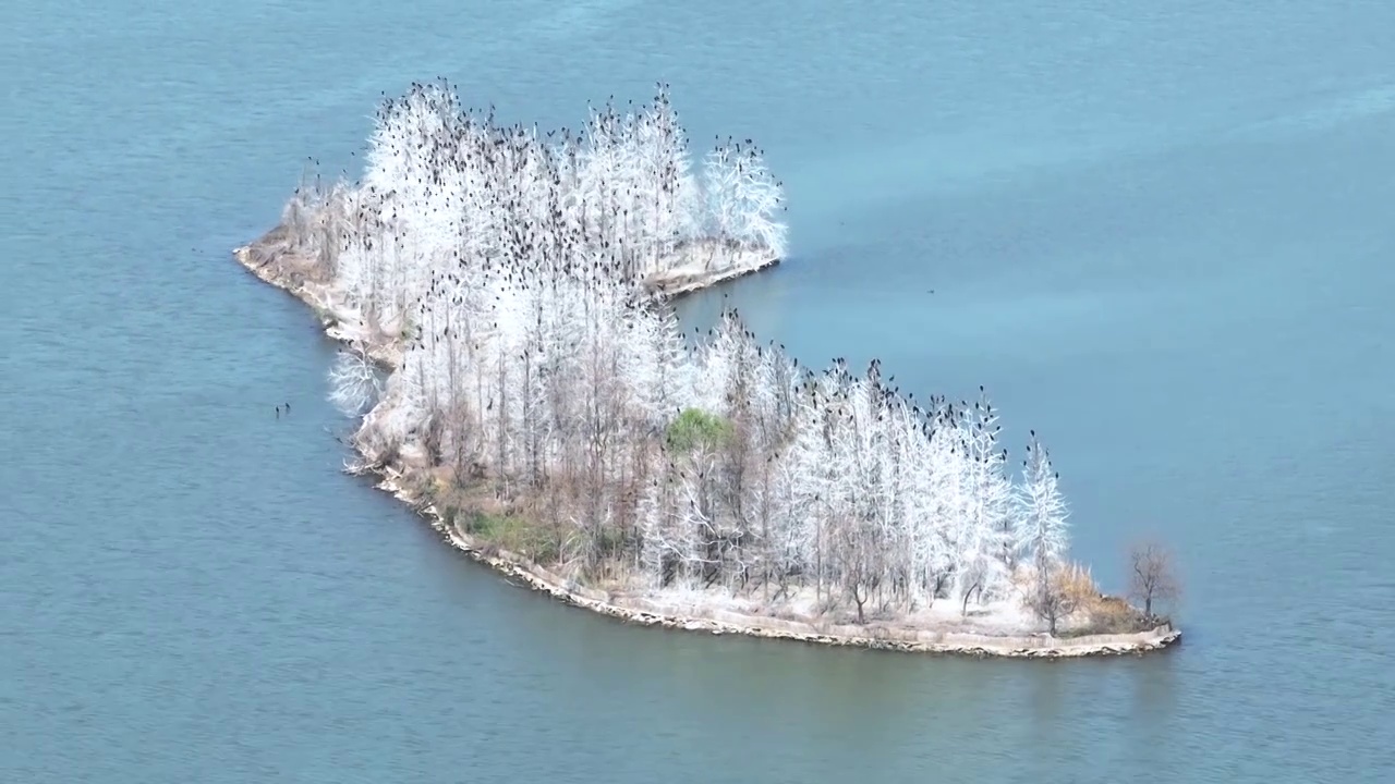 航拍武汉东湖湿地景区停满候鸟的湖心岛视频素材