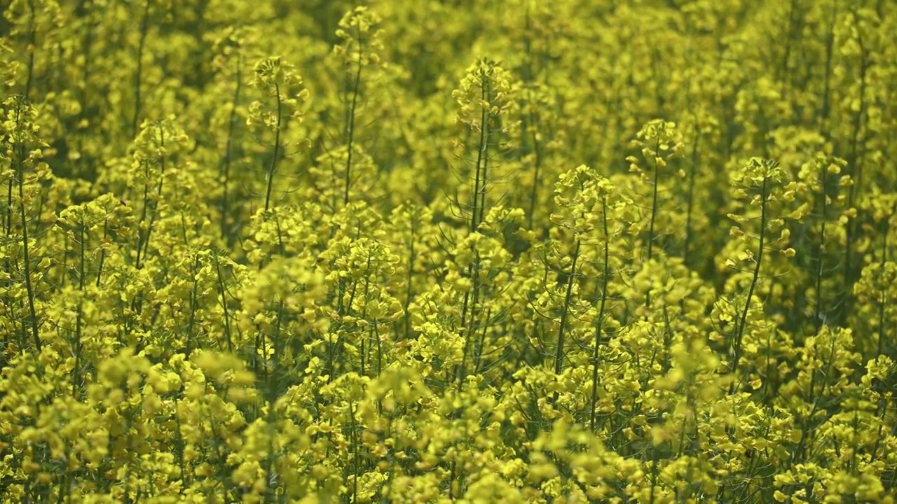 春天盛开的黄色油菜花花海视频素材