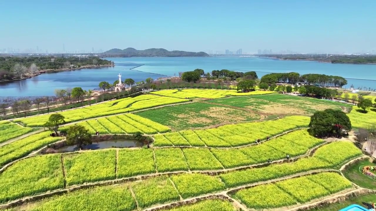 航拍武汉东湖油菜花花海自然风光视频素材