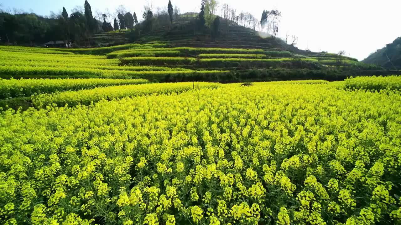 油菜花全景摇摄视频素材