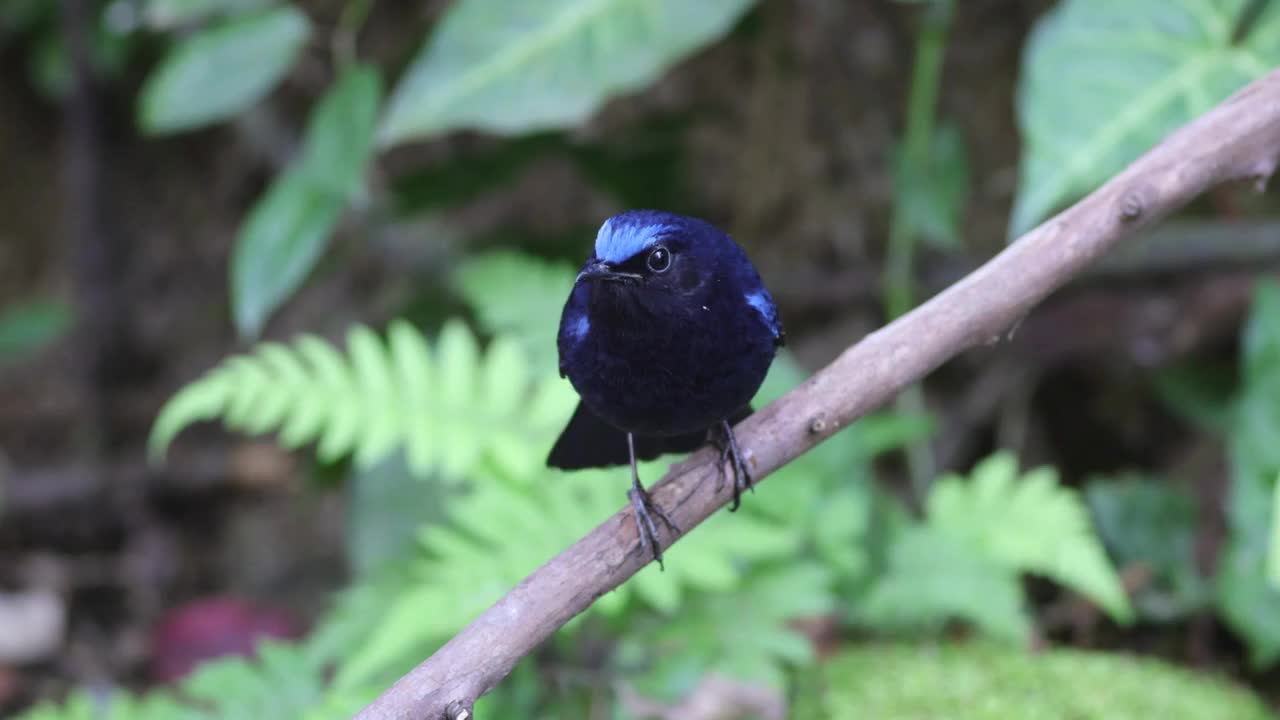 白尾蓝地鸲视频素材