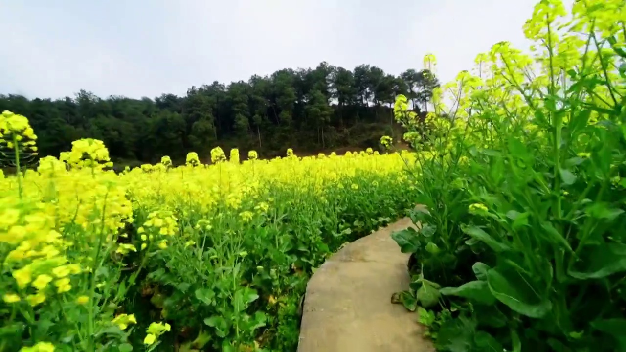 油菜花运动拍摄视频素材