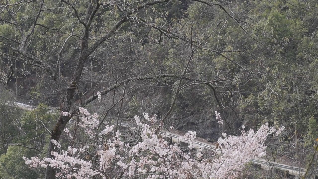 边三轮摩托行驶在桃花盛开的山路上视频素材