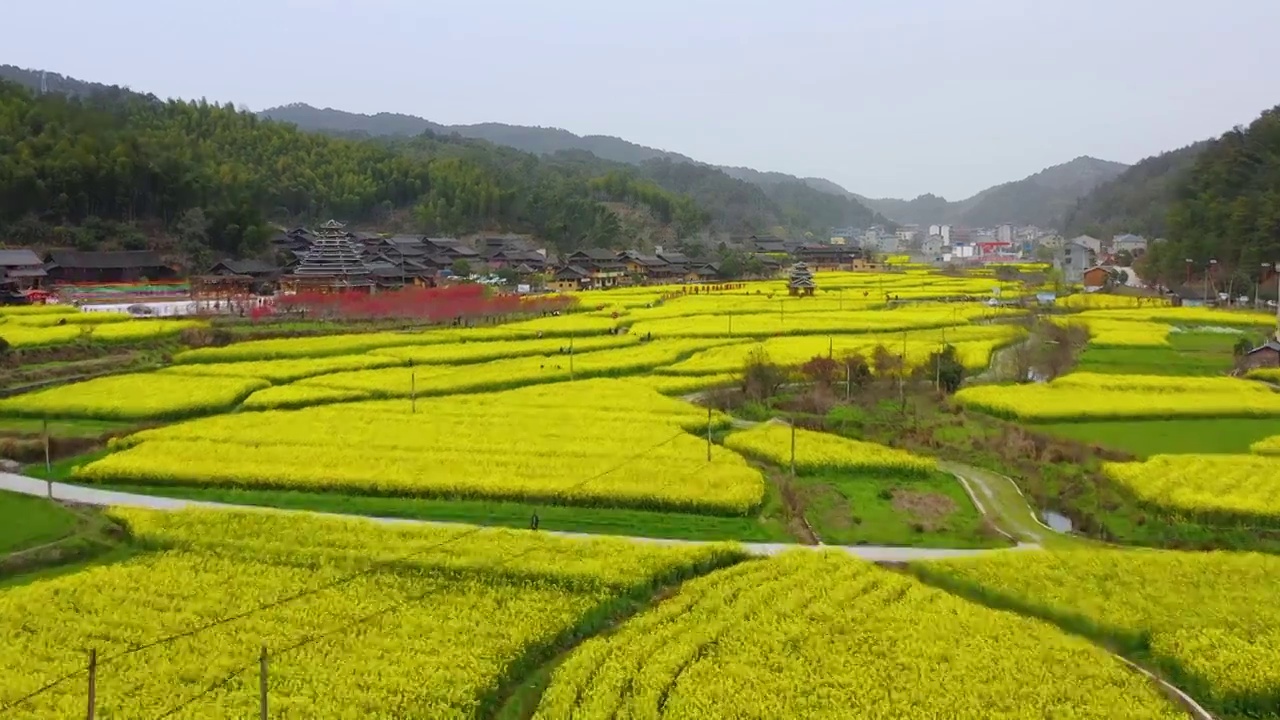 航拍大团村春天乡村油菜花盛开美丽景象视频素材