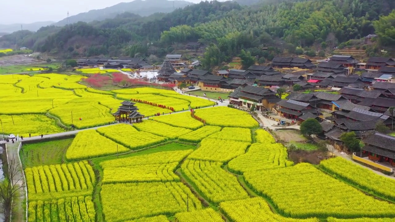 航拍大团村春天乡村油菜花盛开美丽景象视频素材