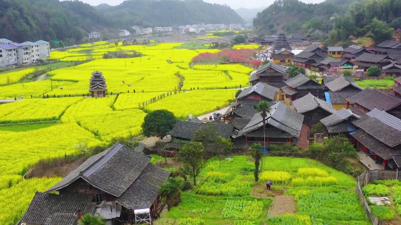 航拍大团村春天乡村油菜花盛开美丽景象视频素材