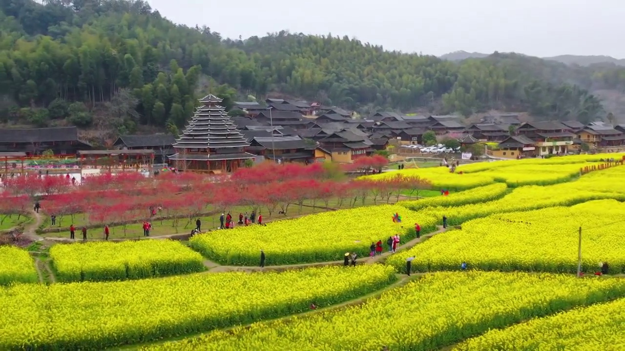 航拍大团村春天乡村油菜花盛开美丽景象视频素材