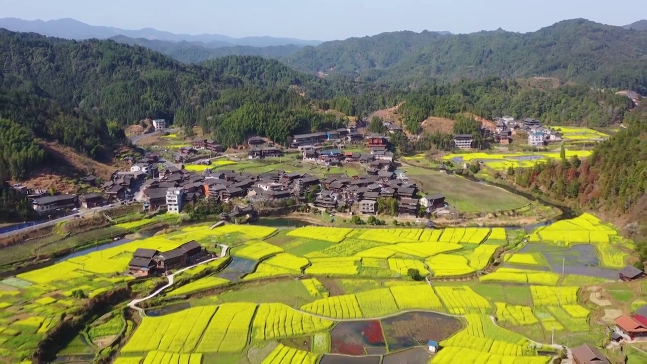 航拍农村古村落和油菜花美丽景象视频素材