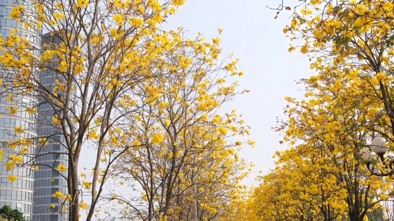 黄花风铃木视频素材