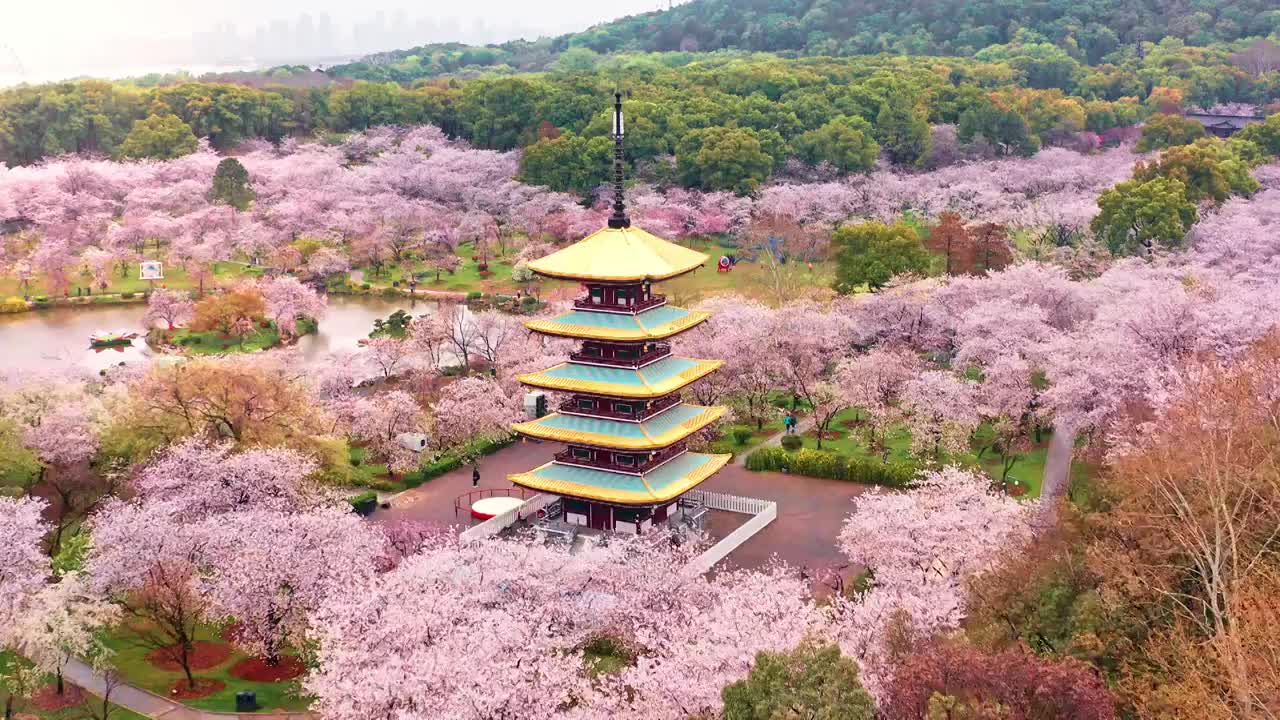 航拍武汉东湖樱花园视频素材