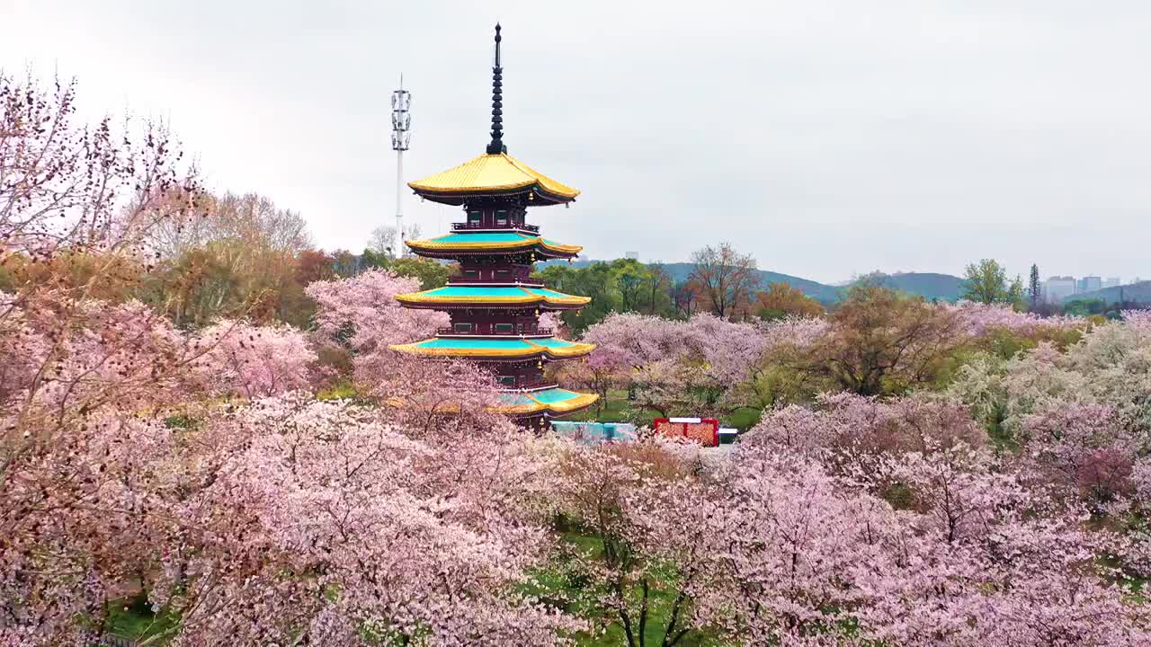 航拍武汉东湖樱花园视频素材