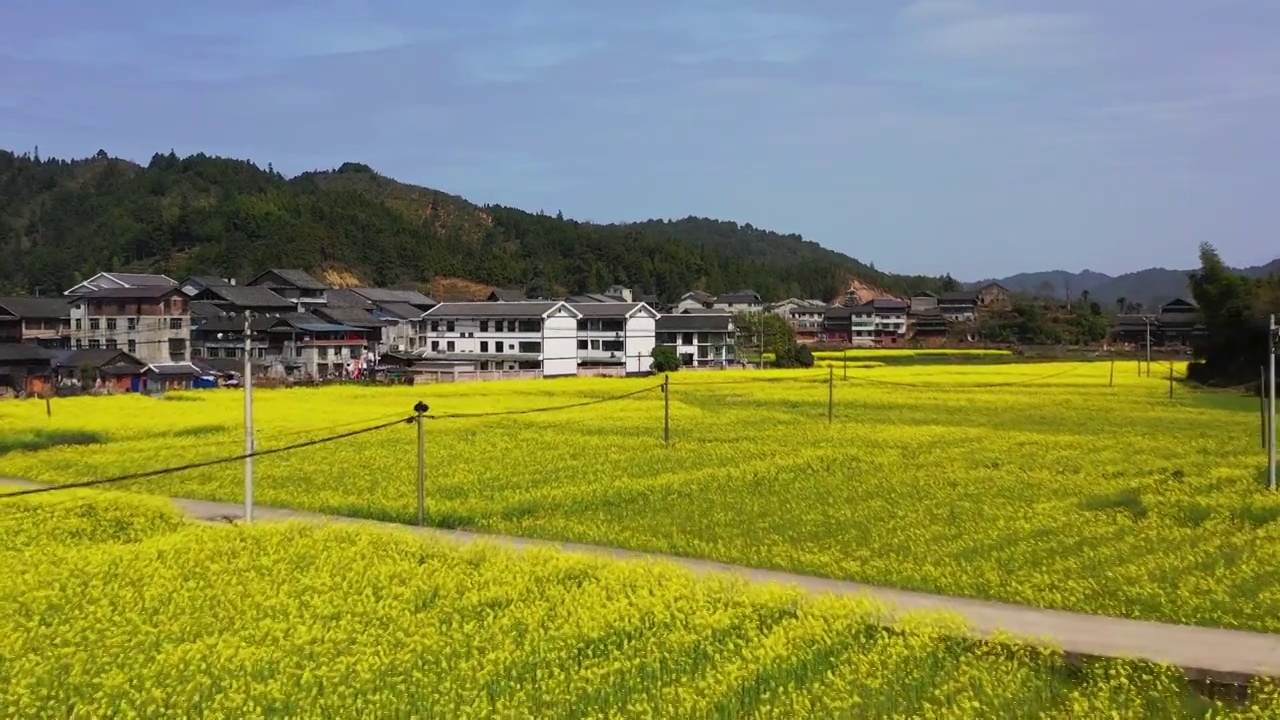 航拍湖南通道平坦乡油菜花盛开美丽乡村视频素材